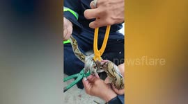 Python stuck in family's toilet pipe rescued by hero firemen in Thailand