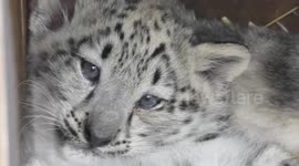 Take a look at this adorable snow leopard cub born at zoo in UK