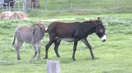 Ouch, that hurt! Cheeky donkey nibbles opponent's bum during play fight