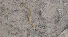 Weird worm with a hammer-like head and yellow body startles man in Vietnam