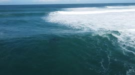 Dolphins feeding frenzy in South Africa