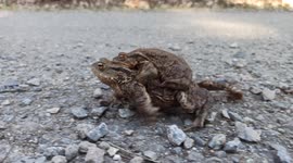 Two mating frogs close up part1