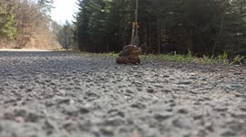 Two mating frogs close up part2