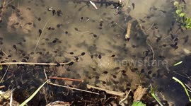 Thousands of tadpoles in a small pond, close up, part1