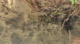 Thousands of tadpoles in a small pond, close up, part 2