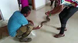 10-foot-long python slithers into residential area in central India but is rescued