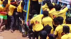 Bulls throws the participants on air in a bull taming sport in South India.