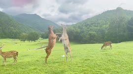 Sika deers whack each other on hind legs as they squabble over food