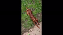 'Cute dog desperately searches for owner after she calls for her '