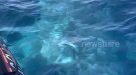 Enormous 90ft-long blue whale swims around small tourist boat in California