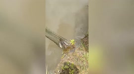 Water snake refuse to let go of fish caught in angler net