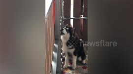 Clever pet husky opens door on his own