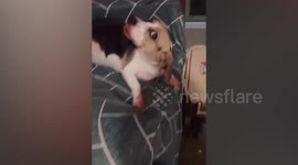 Dog's funny expression after being caught messing around UP#865