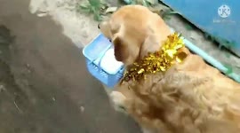 Helpful Golden Retriever carries bucket for her owner in Myanmar