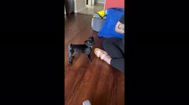 'First meeting between two adorable puppies goes AWFULLY WRONG!
'