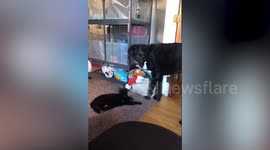 Pet cat helps brother dog who went blind to navigate around house by making noises to alert him of her presence