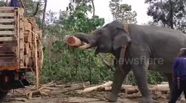 Elephants forced to pull broken-down tractor overloaded with logs in Thailand