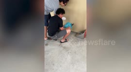 Resident catches huge tokay gecko on the side of his house