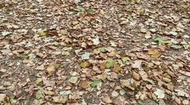 Climate change causing trees to shed leaves early in UK