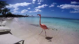 a flamingo on a beautiful caribbean beach, showing the beauty of the paradisiacal island of Aruba
