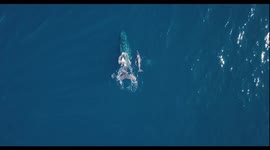 Humpback whales are back in Reunion island for winter, mommy whale with a huge scars hurted by a big boat