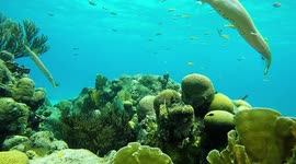 trumpetfish as part of the inhabitants of the artificial reef on a curacao beach.