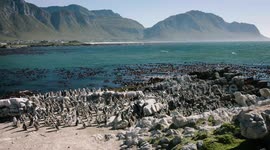 Penguins on a Beach! These Adorable Animals Have a Blast in Africa