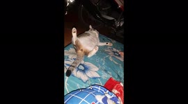 A cat was discovered sleeping in a weird and funny position