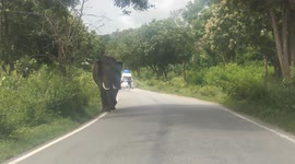 Wild Asian elephant holds up motorists after taking over road in India