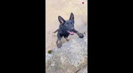 Smart dog saves his brother in a BRILLIANT way