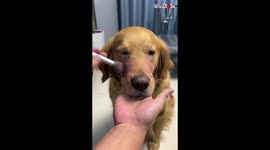 'Adorable dog undergoes MAJESTIC makeup transformation 
'