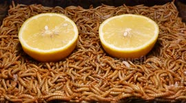 Lemons vs 10,000 mealworms: YouTuber films skin-crawling timelapse