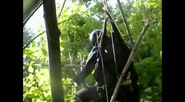 Hang glider landing fail - crashed into the trees