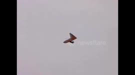 Hang glider landing fail - pilot hits the ground