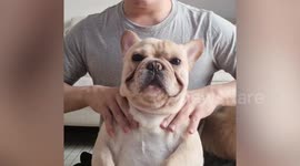 Pampered French Bully enjoys relaxing massage from his owner