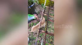 School teachers rescue puppies stuck under potted plant during storm in Thailand