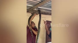 Injured python stuck under family's roof rescued in Thailand