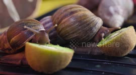 Homeowner explains what it's like to live with 6 giant African snails