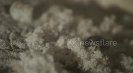 Saving This Mouse Species Is Very Important for Zookeepers