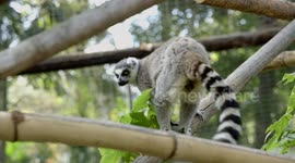 The High-Flying Leap of the Lemur Is The Coolest Video Ever!