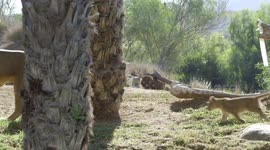 Check Out These Lion Cubs Meeting Their Dad For the First Time