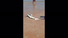 Locals set free 4-foot-shark that was stranded on Daytona Beach, Florida