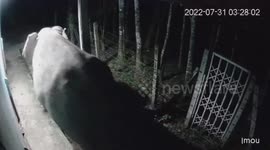 Clumsy elephant falls into MANHOLE while walking through family's garden