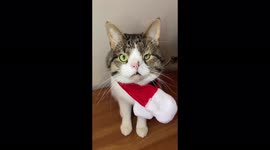 Viral sensation cat with 5 fangs and distorted nose captures hearts online
