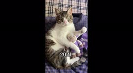 Viral sensation CAT with FIVE fangs and DISTORTED nose captures hearts online. Part 2