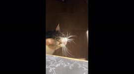 Viral sensation CAT with FIVE fangs and DISTORTED nose captures hearts online. Part 3