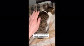 Viral sensation CAT with FIVE fangs and DISTORTED nose captures hearts online. Part 4