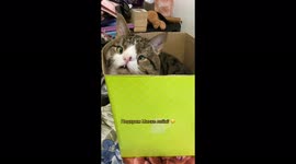 Viral sensation CAT with FIVE fangs and DISTORTED nose captures hearts online. Part 5