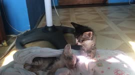 Abandoned stray kitten refuses to leave dying sibling's side