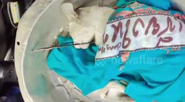 Stray kitten with chest pierced by harpoon rescued by kind school teacher in Thailand